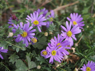 The violet Aster, a flower withe violet petals and yellow center, bloom in the garden in autumn time, blooming flowers.