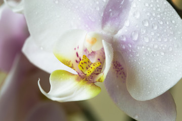 Fototapeta na wymiar Orchideenblüte weiß 