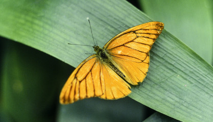 an orange butterfly resting on a green leaf