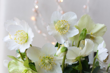 Obraz premium Chritrose weiss