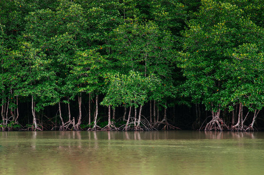 Big magle tree in Thailand tropical mangrove swamp forest lush evergreen river landscape