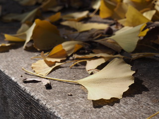 Autumn yellow Ginkgo leaves