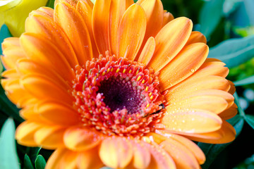 Gerbera orange