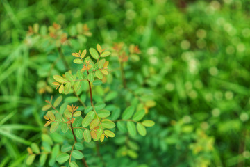 Green grass in the sunny day.