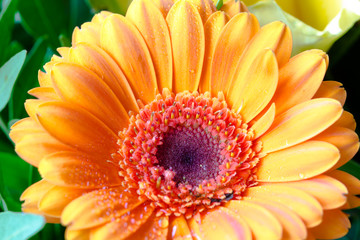 Gerbera gelb orange