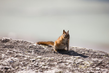 chipmunk  squirrel blue sky