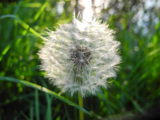 Fluffy dandelion under sunlight against a backdrop of green grass