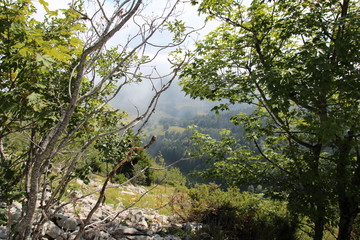 Brume en montagne