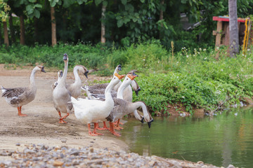 Domestic geese graze on traditional village 
