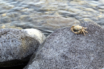 Crab by the sea