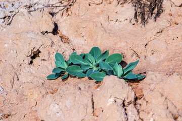  green plant grows on dried clay