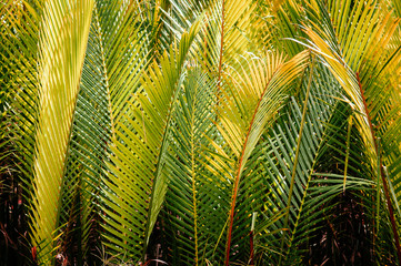 Naklejka na ściany i meble Nipa palm or Nypa palm lush green leaves in tropical magrove forest