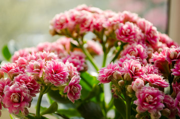 magnificent blossoming flowers of pink Kalanchoe closeup