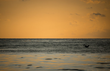 pelicano volando sobre el mar al amanecer