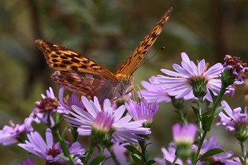 Beautiful colored butterfly on beautiful purple flowers. Drinking nectar, bottom view