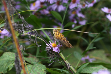 Butterfly pearl on a single aster flower ...