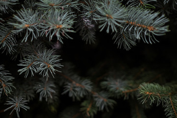spruce silver