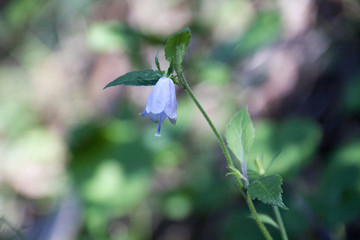 ツリガネニンジン