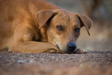 A dog sitting and looking away very curiously 