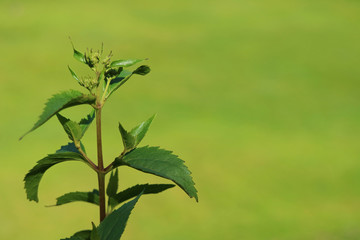 Closed up young tree leaves in the sunlight with blurred vibrant green grass field in background 