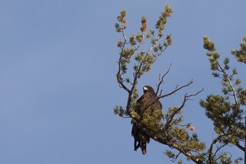 Golden Eagle in Yellowstone National Park, Wyoming, USA