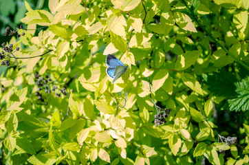 blue butterfly on green leaves in the spring