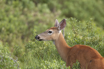 White-tailed Deer in Baxter State Park, Maine USA