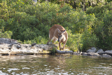 Naklejka premium White-tailed Deer in Baxter State Park, Maine USA