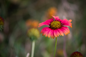 Obraz premium Gaillardia flower blooming away on a beautiful spring day