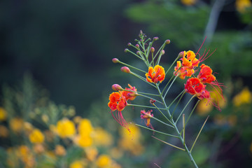 Gulmohar flower seen in a soft bokeh background