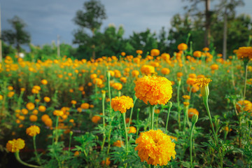 Obraz premium Marigold flower in garden, planting to sell and waiting to cut.