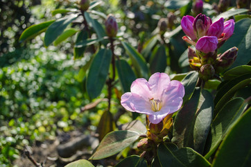 Obraz na płótnie Canvas soft lilac flower blossoms in spring on a green background