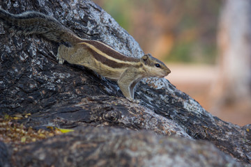 A Squirrel on the tree trunk looking curiously in its natural habitat with a nice soft green blurry background.