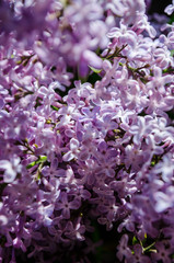 soft purple lilac blossoms in spring on a lilac background