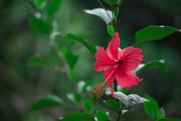 Beautiful Hibiscus flowers together hanging from the plant in the garden with soft background