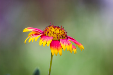 Gaillardia flower blooming away on a beautiful spring day