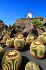 Jardin de Cactus - Lanzarote / Canarias (Spain)