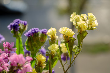 Yellow, pink, purple summer flowers in the bouquet closeup