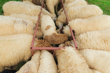 White sheep eat food in feeding cage