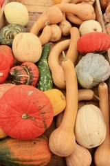pumpkins and gourds