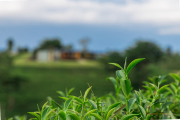 Closeup image of Oolong tea in Choui fong tea platntion with blur Choui fong's Bakery house view with cloudy blue sky background