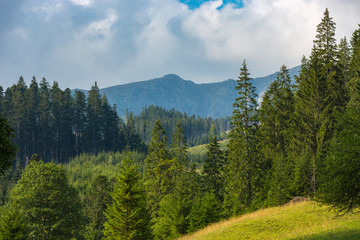 mountain landscape with forest
