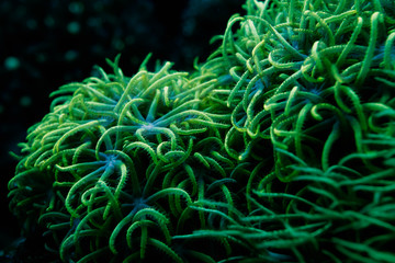Fototapeta premium rozmycie zielonych gwiazd polipów korale w nocy