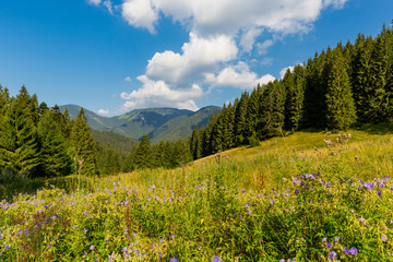 Fototapeta premium flowers mountain meadow