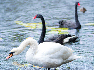 Plakat Swans. Black and white swans together. Two pairs of birds