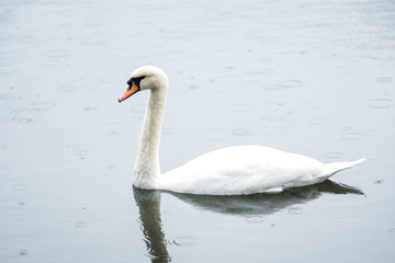 Plakat white swan. White swans together, pair swims in the pond