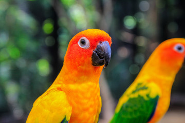 Beautiful parrot, Sun Conure