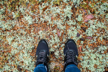Forest walk in autumn. Feet in sneakers on background of mossy ground