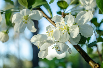 White cherry flowers is blooming at spring