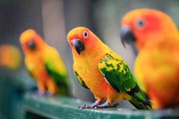 Beautiful parrot, Sun Conure